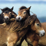 ravensburger-puzzle-liebe-pferde-3x49-6B1ACA214.jpg