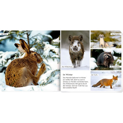 Coppenrath Verlag Meine liebsten Tiere im Wald