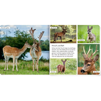 Coppenrath Verlag Meine liebsten Tiere im Wald