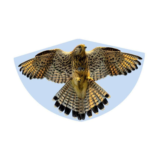 guenther-kinderdrachen-falken-einleinerdrachen-aus-ED2568711.jpg