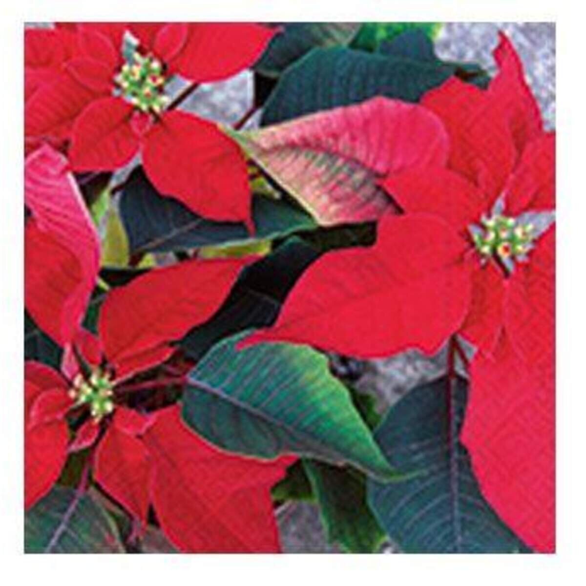 idena-servietten-weihnachtsmotive-20-stueck-B962D50F7.jpg