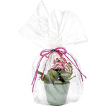 max-bringmann-blumenfolie-ohne-druck-64299EEC2.jpg
