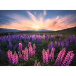 ravensburger-puzzle---lupinen-999901C92.jpg