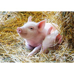 ravensburger-unsere-bauernhoftiere-2-x-59C562442.jpg