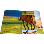 rnk-verlag-zeichenmappe-free-horses-817C08452.jpg
